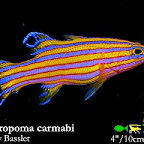 Liopropoma_carmabi.jpg