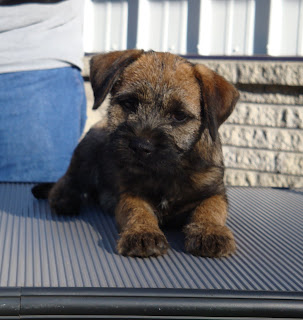 SHEA as a puppy!   Introduction to the grooming table.