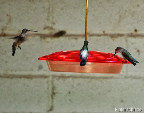 8. hummingbirds at paton's-kab