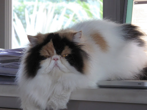 Such a sly look.  What do you think she has planned?