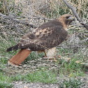 Red-Tailed Hawk