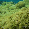  Snorkel Buck Island Reef 