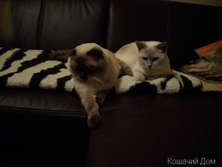 Наконец-то у нас родились котята Наконец-то у нас родились котята