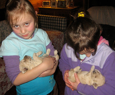 Oh Labradoodle babies.