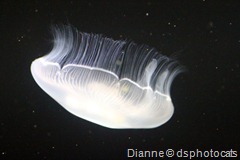 IMG_7316_Moon Jellyfish 