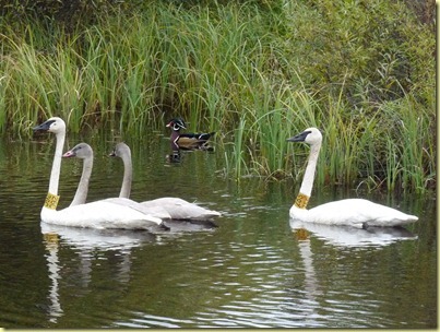 tundra swan, cygnets & wood duck-2