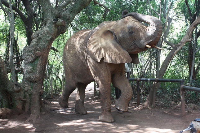 Hartbeespoort Elephant Sanctuary