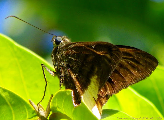 Lépidoptères de Pitangui au Minas Gerais - Astraptes latimargo (HERRICH-SCHÄFFER, 1869). Pitangui (MG, Brésil), 8 mai 2011. Photo : Nicodemos Rosa