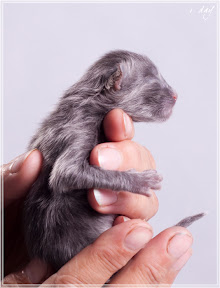 Фото котенка мейн-кун Frant возраст 1 день | Питомник Grey Claw`s