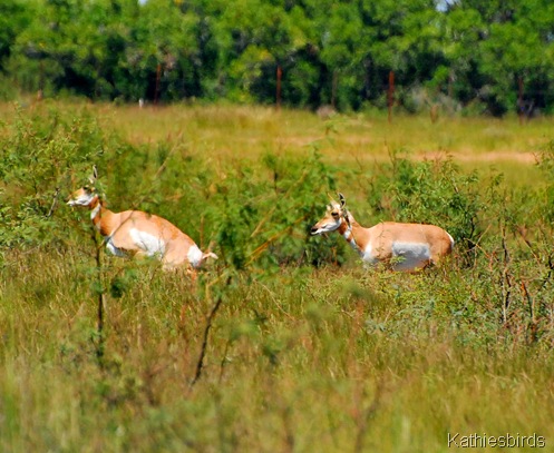 16. antelope las cienegas-kab