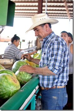 watermelons 11 0705 (59) watermelons 11 0705 (59)