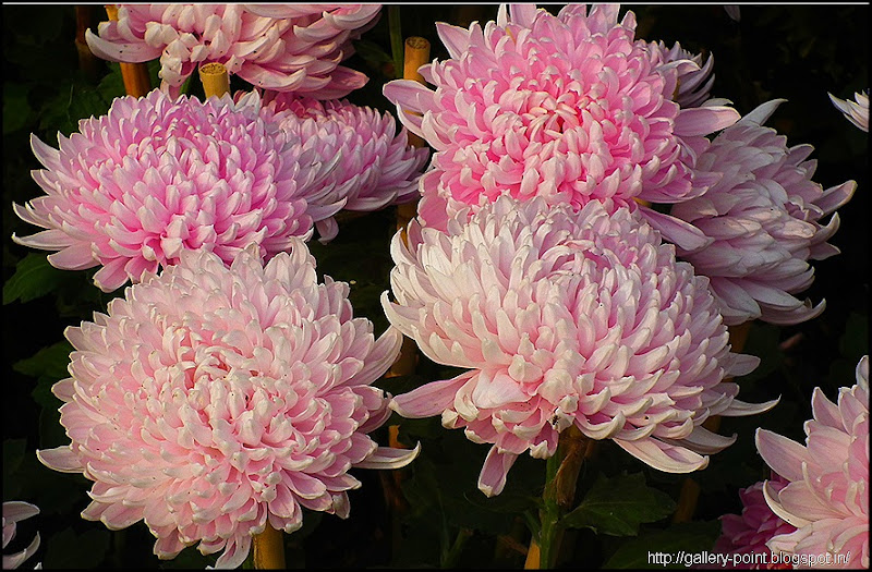 Beautiful Flowers Images (199) Beautiful Flowers Images (199)