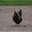  &ndash; ein Huhn ging über die Straße