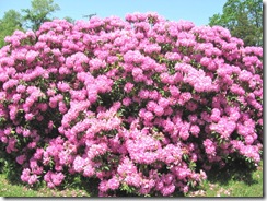 flower..ma n dads lavender rhododendron