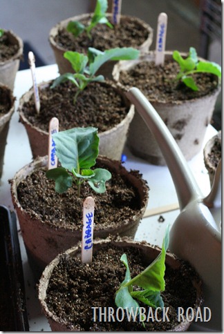 transplanting seedlings 030