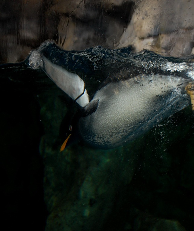 [aquariumaugust136.jpg]