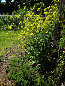 Holy Rapini! I didn't like the taste so I let it bloom and it put on quite an impressive show