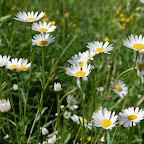 2013 05 21  medve szurdok (13).jpg