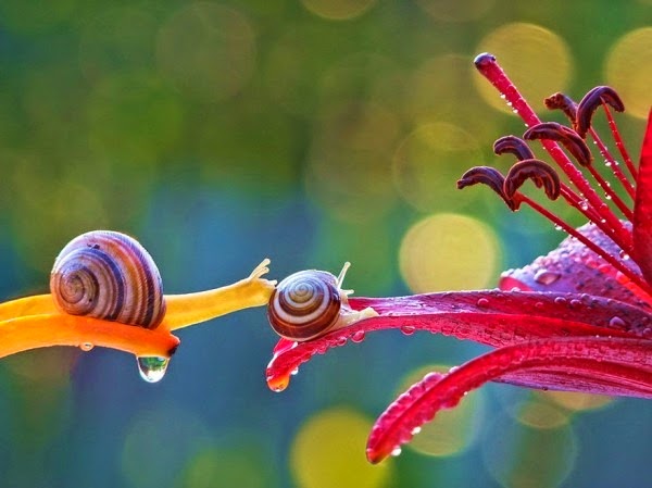 [Macro-photos-of-snails-by-vyacheslav-mishchenko-8-600x449%255B3%255D.jpg]