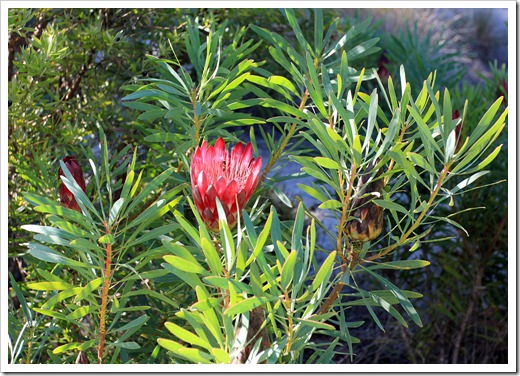 121027_UCSCArboretum_Protea-repens-Rubens_04