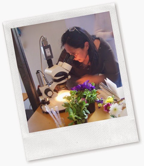 Osservazioni al microscopio Osservazioni al microscopio