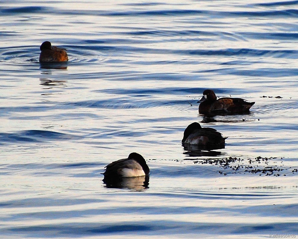 [4.%2520greater%2520scaup-kab%255B2%255D.jpg]