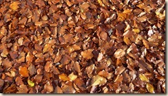 Long Rocher 001x (Copier) Long Rocher 001x (Copier)