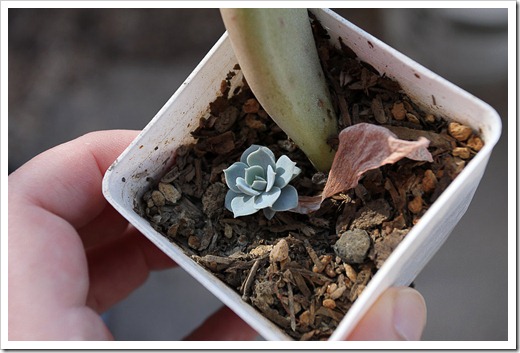 120202_Echeveria-Azure-Blue6 120202_Echeveria-Azure-Blue6