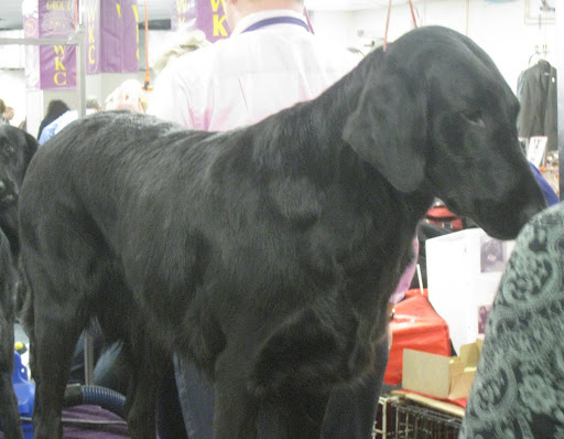 Flat Coated Retriever