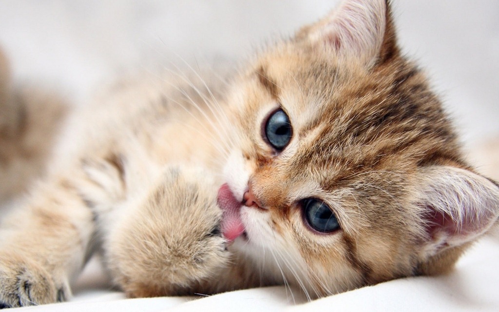 [Cute-Kitten-kittens-16122946-1280-800%255B2%255D.jpg]