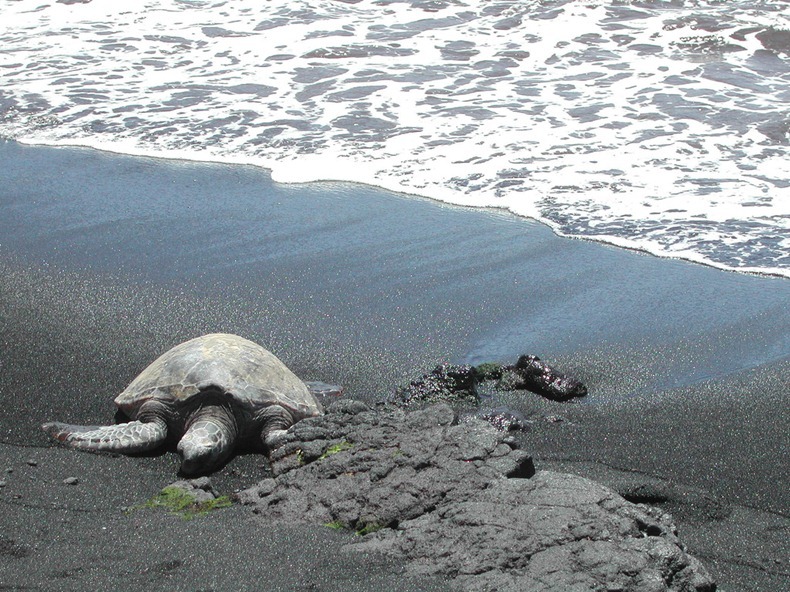 punaluu-black-beach-2