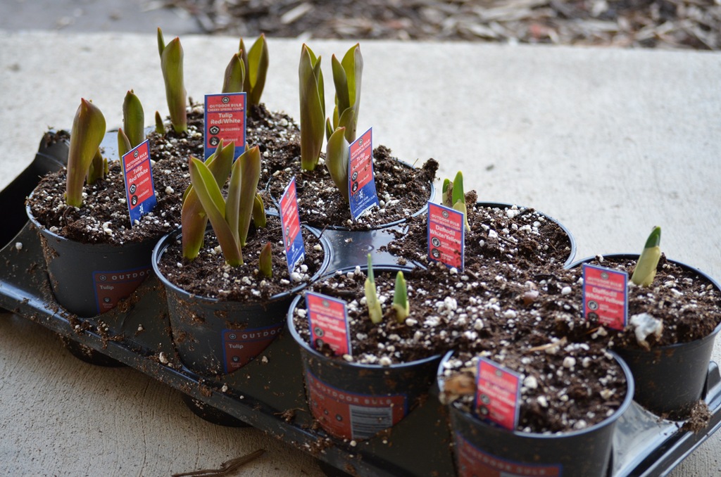 [DSC_0005%255B3%255D.jpg]