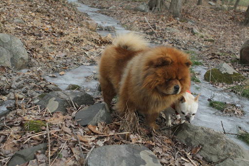 G.K., I know that you are dog with a really thick coat of fur and you probably feel pretty comfortable out here in the freezing cold.  I, on the other paw, am feeling quite frosty and I'd like to go home now.
