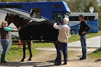 Vet Mark Lucey checks the temperatures of Mark Todd's horses
