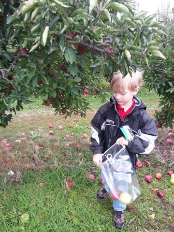 Apple Orchard 016