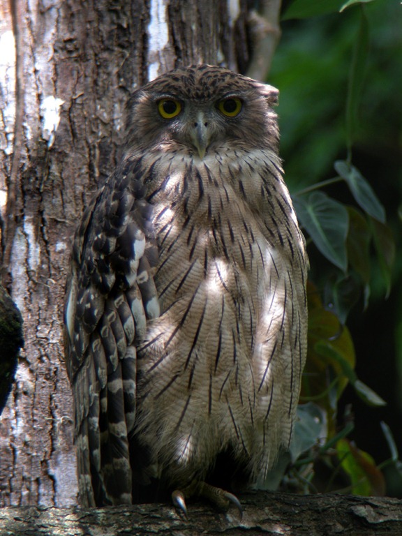 [Brown%2520Fish%2520Owl4%2520Ad%255B3%255D.jpg]