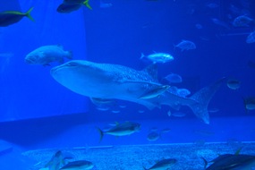 IMG_6630 IMG_6630