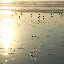 Shi-Shi Beach, WA 4