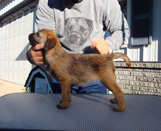 Baby Indy learning how to "stack" on the table.
Nice job, Dan!