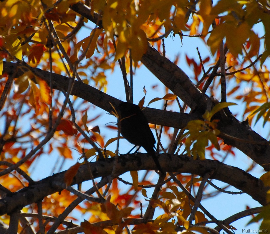 [3.%2520Bronzed%2520cowbird-kab%255B5%255D.jpg]
