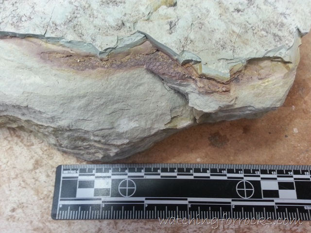 [FossilFish%255B11%255D.jpg]