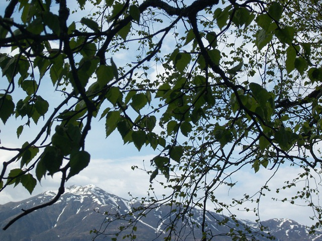 [mtn%2520and%2520tree%255B4%255D.jpg]