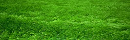 flower panoram_nebesnoe.info_40.jpg