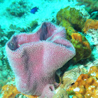 Sponge