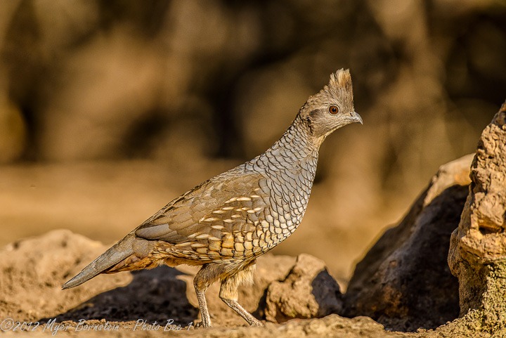 [Scaled%2520Quail%2520%2528Callipepla%2520squamata%2529%2520_D8C0826-Edit%2520October%252029%252C%25202012%2520NIKON%2520D800%255B3%255D.jpg]