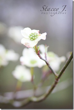 Dogwood 002
