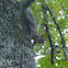 Eastern Grey Squirrel