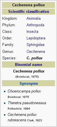 Klasifikasi Ilmiah Ngengat Cechenena pollux