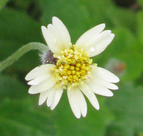 [09-25-fl-native2%255B4%255D.jpg]