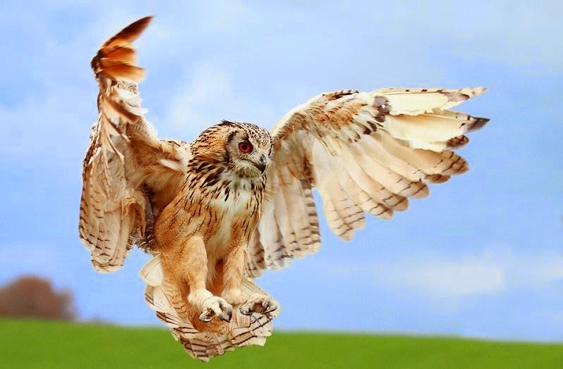 [owl-wings-spread2.jpg]